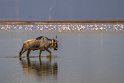 081 Amboseli Nationaal Park